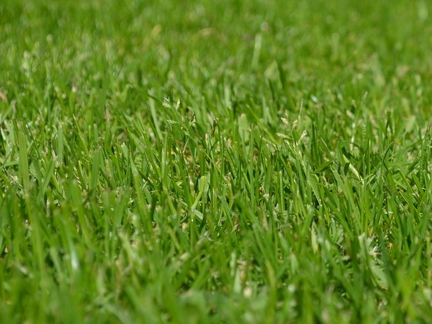 Bild Rasen 2